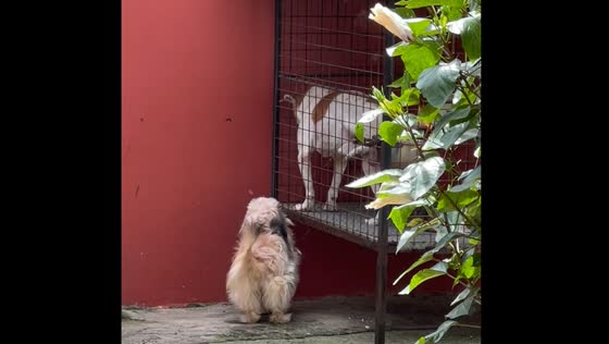 Dog in cage pees on another in Quezon City