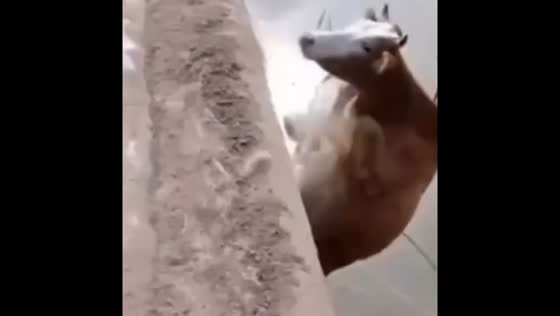 Cow falls from bridge into shallow waters in Russia