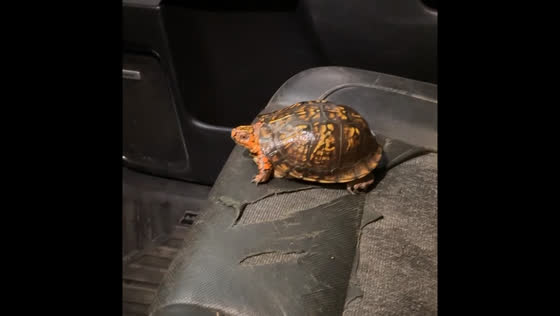 Flooded creek seen in Grovetown as turtle takes the spotlight