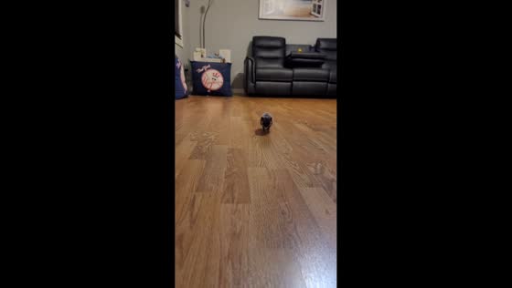 Pet hedgehog running excitedly in Connecticut, USA