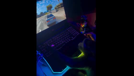Monkey skillfully plays driving video game in Russia