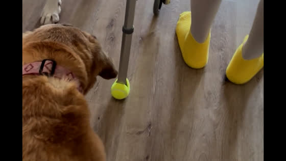 Dog attempts to catch tennis ball while following elderly walker