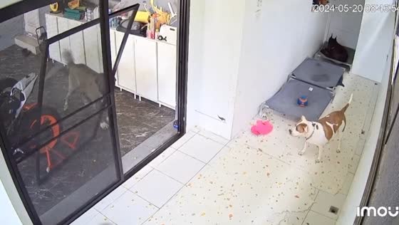 Dog breaks door during playtime in Bangkok, Thailand