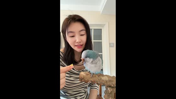 Parrot responds to owner during playful interaction in Jilin, China