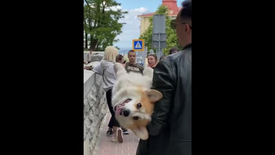 The owner picked up the adorable corgi who was tired of walking