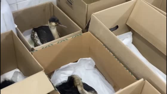 Birds rescued and cleaned after oil spill in Krasnodar Krai, Russia