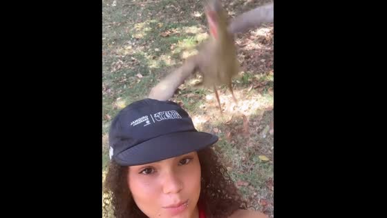 Bird knocks person's cap off in Guarapari, Brazil