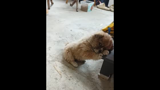 Shy puppy shows cute antics in Henan, China