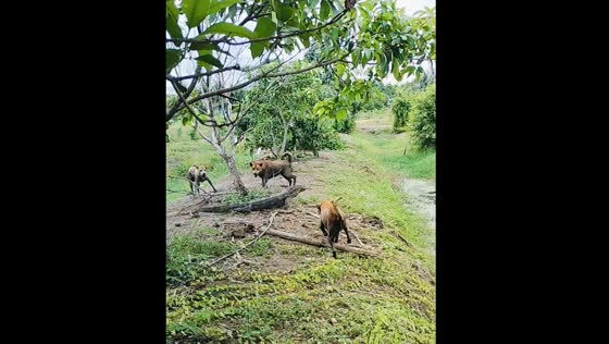 Dogs surround monitor lizard in Thailand
