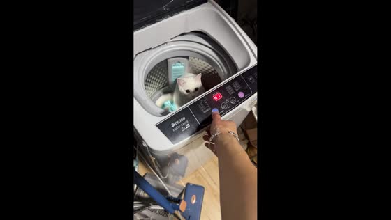 Cat gets a water surprise and jumps out of laundry machine in Guangdong, China