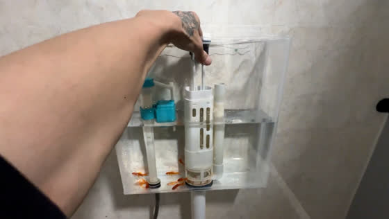 Toilet tank with goldfish gets automatic water change