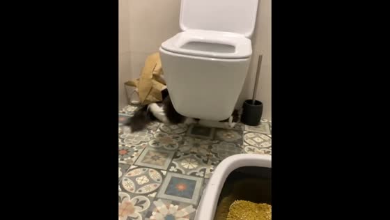 The playful cat runs away from her owner and hides in the bathroom