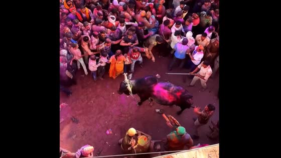 Bull moves through crowd during Holi festival in Barsana