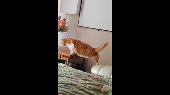 Clumsy cat struggles to jump onto table in Shaanxi, China