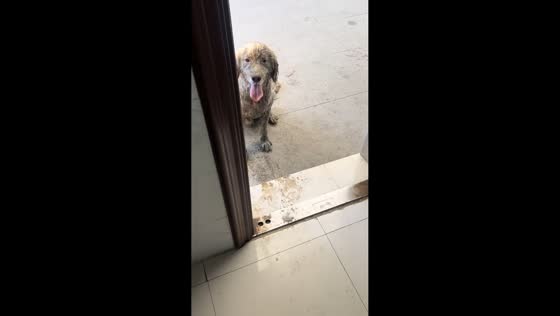Dirty dog soaked in mud pushes door open in Zhejiang, China