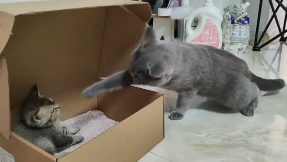 Adult cat playfully taps kitten in a box in Liaoning, China