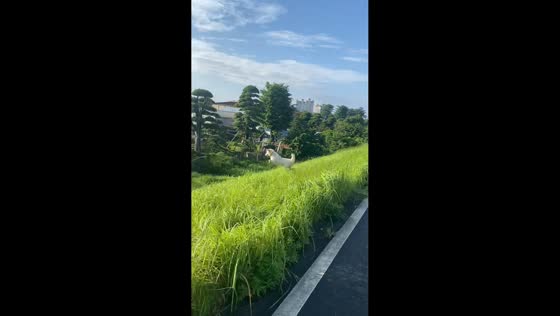 Dog happily hops through grass during walk in Guangdong, China