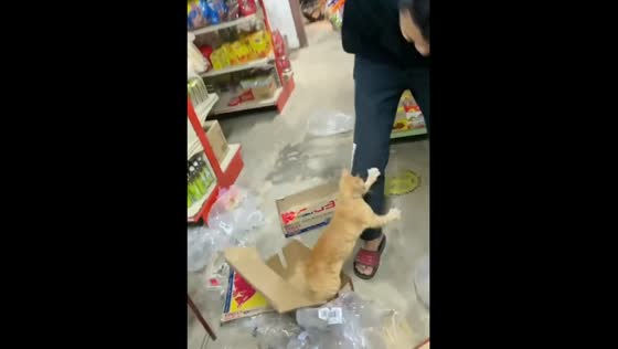 A man is startled after discovering a cat inside a box