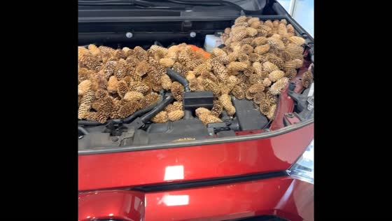 Car bonnet filled with pine cones discovered during oil change in Minnesota