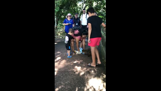 Bold raccoon raid: Iguazú Falls tourists ambushed as sneaky bandit snatches picnic loot