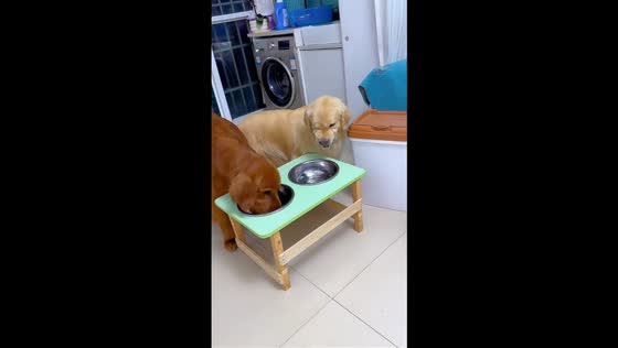 Golden retriever sulks over food during dinner time in Henan, China