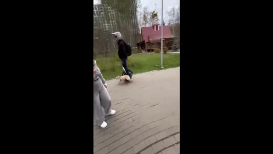 Unleashed chaos: dog's dash causes unicycle tumble