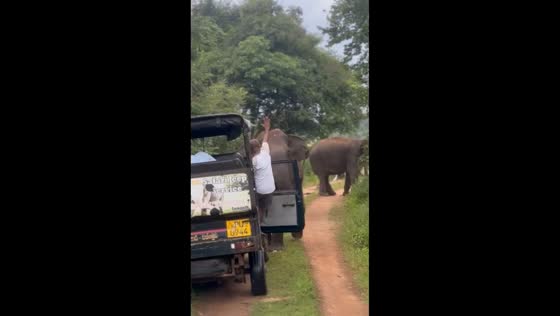 Tour guide stops charging elephant in Polonnaruwa, Sri Lanka