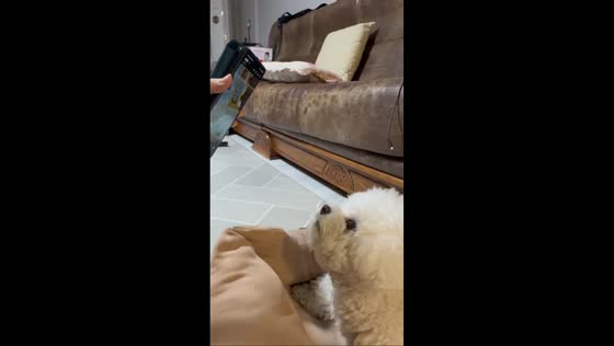 Puppy gets emotional during video call with owner's mom on a trip in Yongin-si, South Korea