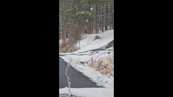 Two leucistic deer spotted crossing road in Elmira, New York, USA