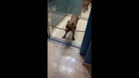 Elevator mishap: dog's hilarious struggle with oversized stick in Lardero, Spain
