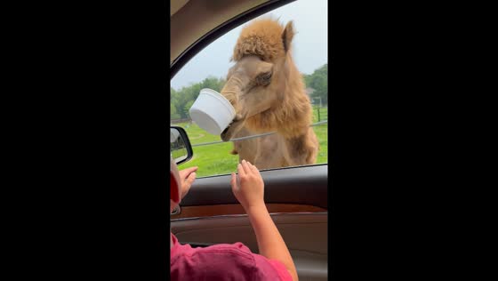 Safari surprise: 7-year-old Logan's hilarious camel feeding adventure