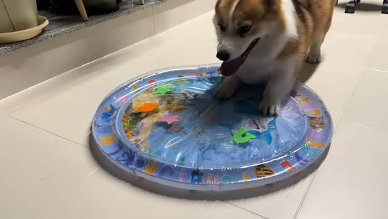 Curious corgi investigates new water play mat in Chongqing, China