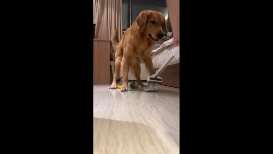 Golden retriever playfully dodges mop during game at home in Heilongjiang, China