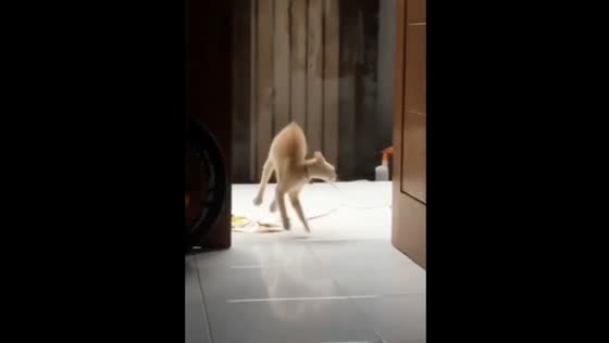 Playful cats on sunny south Jakarta terrace!