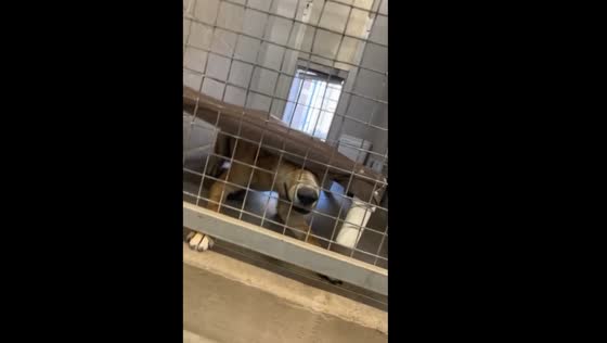Noodle the dog plays peekaboo in shelter video