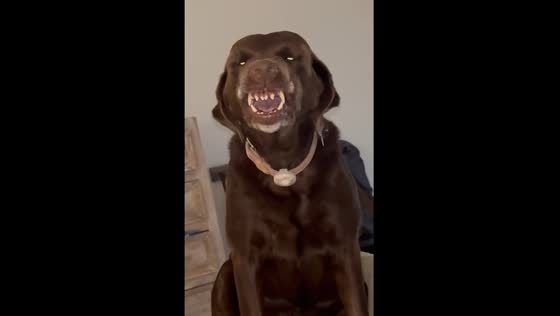 Dog shows jealousy towards baby in Marietta, Georgia