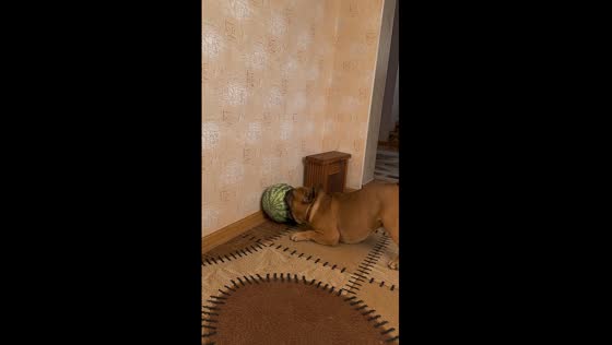 French bulldog Tyson's hilarious battle with a watermelon