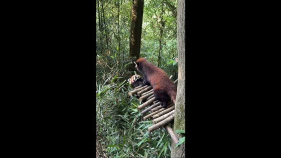 Red pandas playfully tussle and make up in Sichuan Province, China