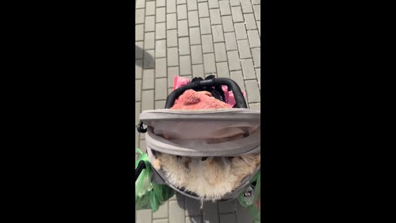 Dog naps on stroller during family walk in Rostov-on-Don, Russia