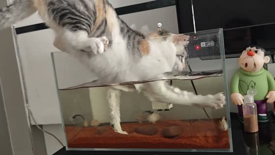 Cat repeatedly tries to catch fish in tank in Guizhou, China
