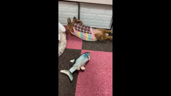 Dog imitates fish toy's rocking motion in Osaka, Japan