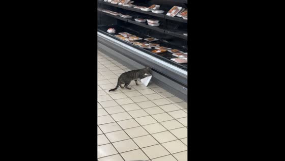 Cat tries to grab raw meat inside supermarket in Agadir, Morocco