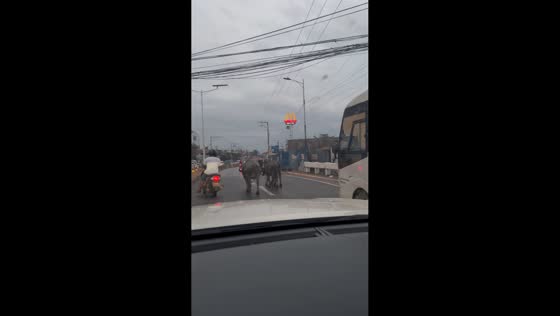 Three carabaos walking along the highway in Consolacion, Cebu, Philippines