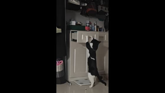 Clever cat retrieves toy bird from drawer in Xinjiang, China