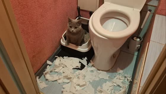 Cat shreds toilet paper then calmly uses her litter tray in Ust-Ilimsk, Russia