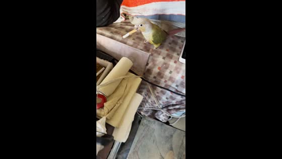 Parrot holds a cigarette while relaxing on the bed with its owner in Heilongjiang, China