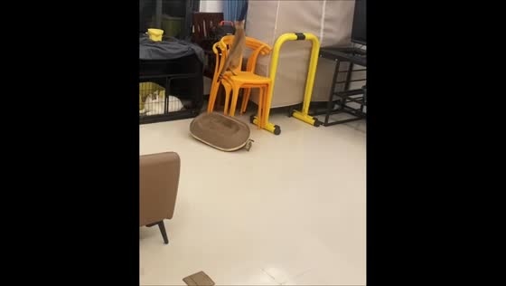 Kitten gets trapped in flipped tray while chasing mother in Guangdong, China
