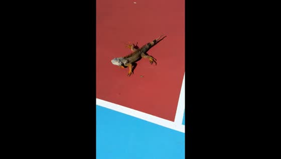 Chasing the iguana: Hollywood pitch hijinks