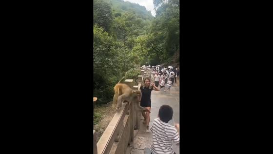 Boy startled as macaque suddenly grabs his shirt in Guizhou, China