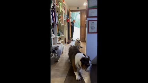Bulldogs rush inside house when door opens in Italy